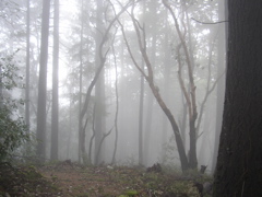 Misty Trail - Sanborn Park